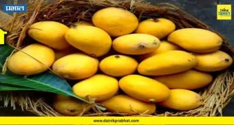 Shivneri Hapus Mango : 'शिवनेरी हापूस' संकटात! ढगाळ हवामान अन् अवकाळीच्या सावटाने आंबा बागायतदार धास्तावले