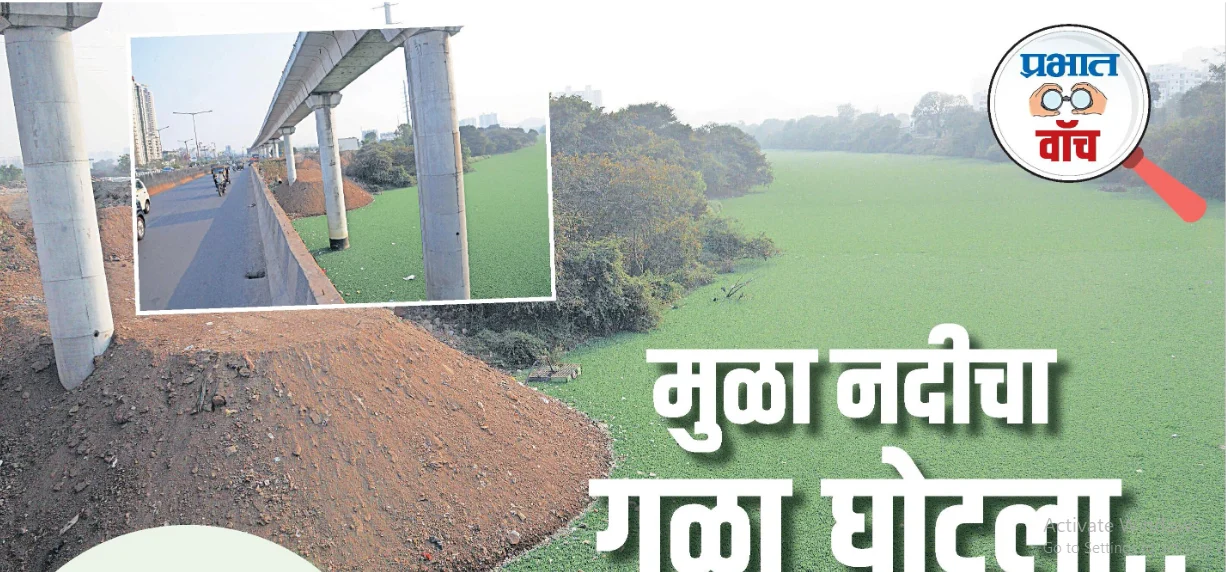Mula River : मुळा नदीचा गळा घोटला… नदीपात्र जलपर्णीने व्यापले