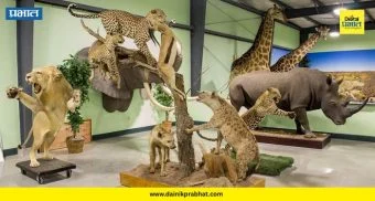 Animal Museum : पुणेकरांसाठी मोठी बातमी! आकुर्डीत उभं राहतंय अत्याधुनिक 'प्राणी संग्रहालय'; काय आहे खास?