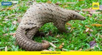 Pangolin Smuggling : खवले मांजराच्या तस्करीचं 'डोंबिवली कनेक्शन'!  एकाला अटक, मोठं रॅकेट उघड होणार