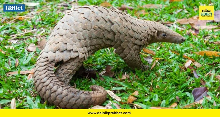 Pangolin Smuggling : खवले मांजराच्या तस्करीचं ‘डोंबिवली कनेक्शन’! एकाला अटक, मोठं रॅकेट उघड होणार