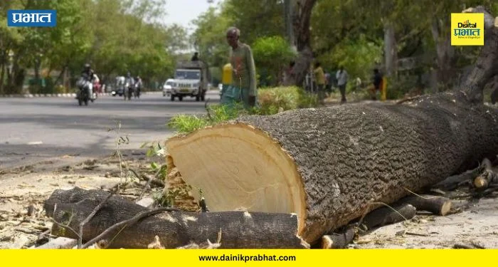 Pimpri Chinchwad News : सुसाट हायवेसाठी झाडांचा बळी! महापालिकेच्या ‘त्या’ निर्णयामुळे पर्यावरणप्रेमी संतापले..वाचा सविस्तर