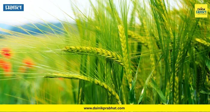 Agricultural News : गहू उत्पादक शेतकरी संकटात! इंदापूर-बारामतीत ‘तांबेरा’चा विळखा; उत्पादनात घटीची शक्यता