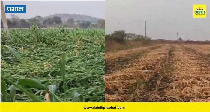 Maharashtra Weather Update : महाराष्ट्रात अवकाळी पावसाचा कहर; ‘या’ भागात पिकांचे मोठे नुकसान, पुढील दोन दिवस महत्वाचे