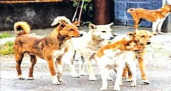 Pune District : भटक्या कुत्र्यांचा प्रश्न ऐरणीवर; प्रशासनाच्या निष्काळजीपणावर चाकणकरांंचा संताप