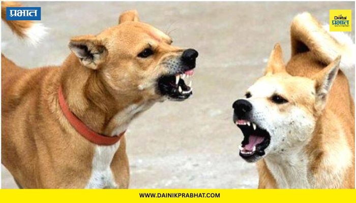 Pune News : शहरात रेबीज चा धोका नाही.! महापालिकेकडून आजारी कुत्र्यांबाबत सर्वोच्च न्यायालयाच्या आदेशाचेच पालन