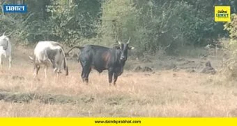 Mulshi News : मुळशीत शेतकरी आक्रमक! मोकाट जनावरांचा बंदोबस्त करा, अन्यथा मुळा नदीत घेणार 'जलसमाधी'