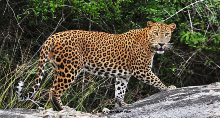 Shirur leopard