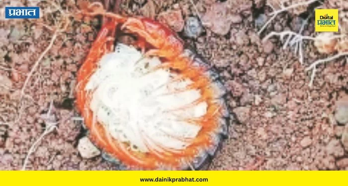 Pune Wildlife : हिंस्त्र गोमेचं हळवं रूप! शेकडो पिल्लांना कवेत घेताना दिसली ‘माऊली’; पाहून तुम्हीही थक्क व्हाल