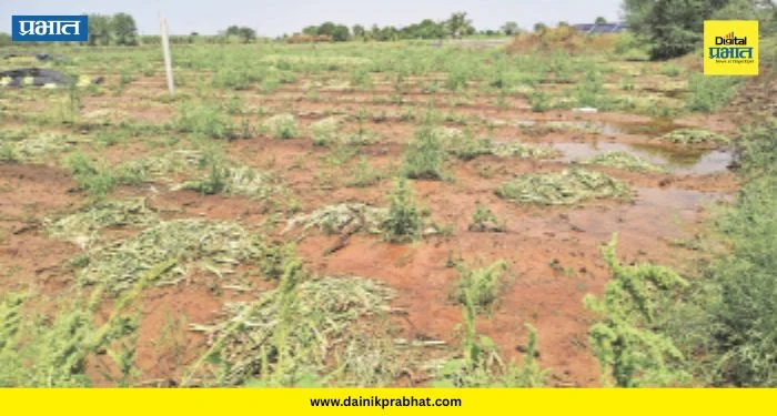 Crop Damage : शिरूर तालुक्यात गारपिटीचा हाहाकार! गुनाट आणि कोहकडेवाडीतील पिकांचे कोट्यवधींचे नुकसान