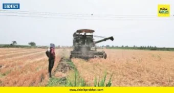 Indapur News : खाऱ्या जमिनीत पिकवलं 'सोनं'! दोन एकरात ५१ क्विंटल गहू; इंदापूरच्या शेतकऱ्याची कमाल