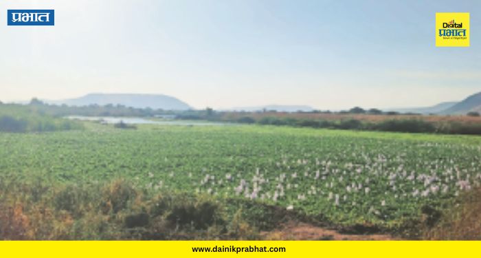 Indrayani river hyacinth