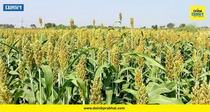 Maval News : नाणे मावळात ज्वारीचा सुकाळ! यंदा विक्रमी उत्पादनाने बळीराजा सुखावला