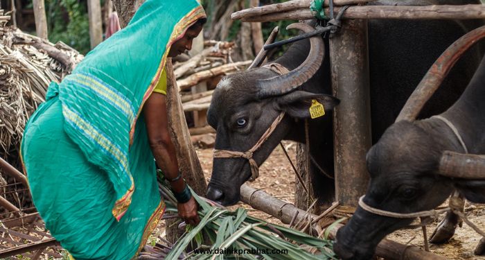 Jowar fodder for cattle