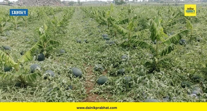 Shirur News : ऐन उन्हाळ्यात अवकाळी पावसाने थैमान; शिरूर तालुक्यातील शेतकऱ्यांचे कोट्यवधींचे नुकसान
