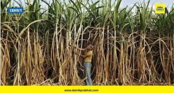 Sugar production : साखर उद्योगावर 'एल निनो'चे सावट; भारताचे साखर उत्पादन देशांतर्गत खपापेक्षा कमी राहण्याचा अंदाज