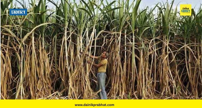 Sugar production : साखर उद्योगावर ‘एल निनो’चे सावट; भारताचे साखर उत्पादन देशांतर्गत खपापेक्षा कमी राहण्याचा अंदाज