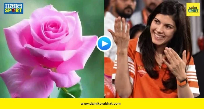 Kavya Maran Rose : हैदराबादचा विजय अन् काव्या मारन ‘क्लीन बोल्ड’! भर गर्दीत चाहत्याने दिलं गुलाबाचं फूल, पाहा VIDEO