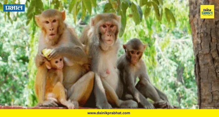Forest Department GR: माकडं पकडा, 600 रुपये मिळवा! राज्य सरकारचा मोठा निर्णय; वन विभागाचा जीआर