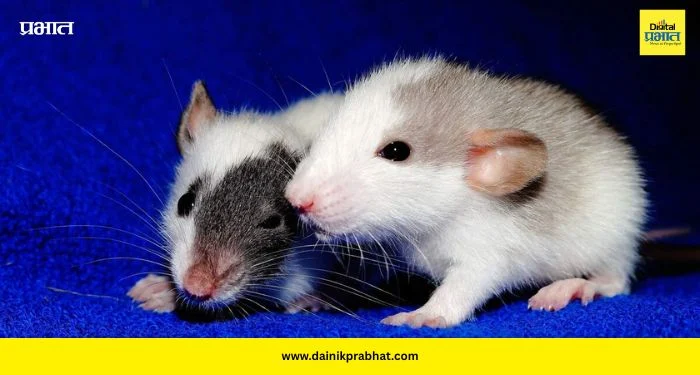 World Rat Day: लहानसा उंदीर, पण जगभर सत्ता! ‘वर्ल्ड रॅट डे’ निमित्त जाणून घ्या भन्नाट गोष्टी!