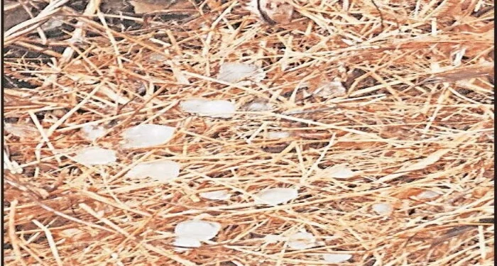 Pune District : जुन्नरच्या पूर्व भागात गारपीट, शेतकऱ्यांचे नुकसान