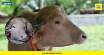 Donald Trump buffalo : ‘डोनाल्ड ट्रम्प’ म्हशीला अखेर जीवदान! बांगलादेश सरकारच्या हस्तक्षेपाने ईदच्या कुर्बानीतून सुटका
