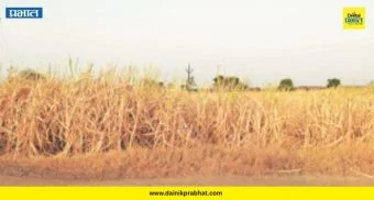 Sugarcane Crop Loss : इंदापूर तालुक्यात हजारो एकरांवरील ऊस जळाला; पाटबंधारे विभागाच्या 'त्या' चुकीमुळे कोट्यवधींचे नुकसान