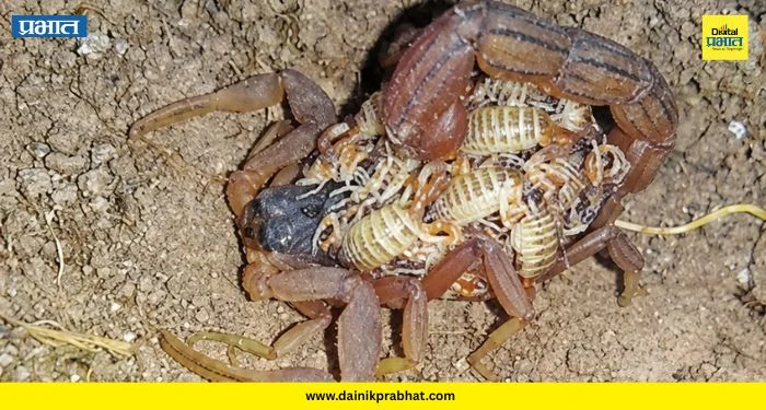 Bhor News : ‘विंचवाचे बिऱ्हाड पाठीवर’ म्हण ठरली अगदी खरी! भोर तालुक्यातल्या गावात प्रत्यक्ष दिसलं ‘हे’ दुर्मिळ दृश्य