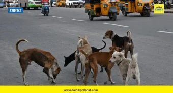 Stray Dogs Pune : शहरात भटक्या कुत्र्यांचा सुळसुळाट, पण महापालिका फक्त 'या' कुत्र्यांनाच पकडणार; काय आहे कारण?