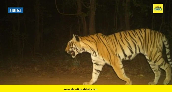 Chandrapur News : चार महिलांचा जीव घेणारी टी-2 वाघीण जेरबंद; नागरिकांनी सोडला सुटकेचा निःश्वास