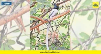 Rare Bird Spotted: बनेश्वरच्या जंगलात पहिल्यांदाच दिसला 'हा' अत्यंत दुर्मिळ पक्षी; लांबसडक शेपटी पाहून पक्षीप्रेमी थक्क!