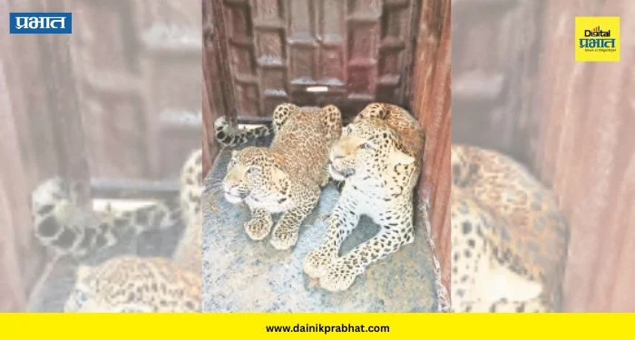 Two Leopards Trapped : दोन बिबटे अन् एकच पिंजरा! शिरूरच्या हिवरे कुंभारमध्ये वन विभागाचा ‘डबल’ धमाका; पाहा काय घडलं