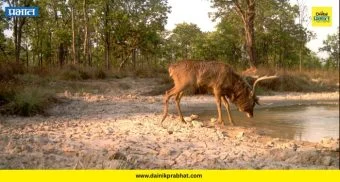 Wildlife Water Crisis : जुन्नरमध्ये पारा ४० अंशांवर! तहानेने व्याकूळ झालेले वन्यप्राणी थेट रस्त्यावर, पुढे काय घडतंय?