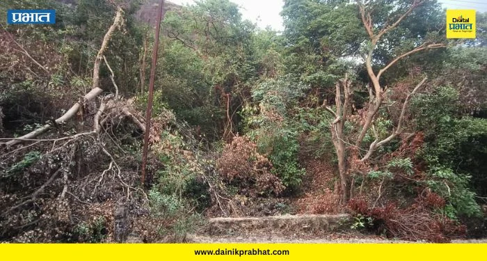 Pune Gramin : मुळशीतील निसर्ग सौंदर्य धोक्यात; झाडांची कत्तल वाढली, वनविभागाच्या भूमिकेवर प्रश्नचिन्ह !