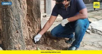 Acid Attack On Trees : झाडांची निर्घृण हत्या! खटाव तालुक्यात ॲसिड टाकून वृक्ष संपवले; वन विभाग झोपेत आहे का?
