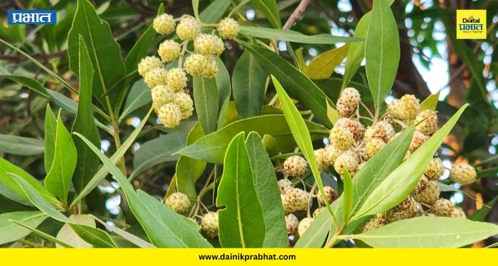 Dangerous Trees: शहरात ७५ हजार ‘सायलेंट किलर’? भारतात बंदी असलेल्या ‘या’ झाडांमुळे नागरिकांचा जीव धोक्यात