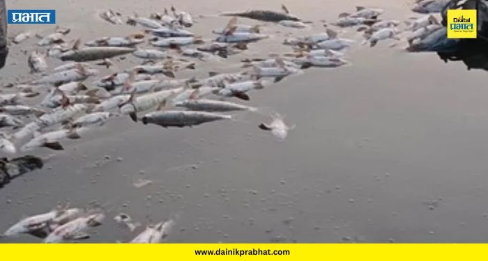 Dehu Fish Mortality: वारीच्या उंबरठ्यावर देहूत खळबळ! पवित्र इंद्रायणीत शेकडो माशांचा मृत्यू; वारकऱ्यांच्या आरोग्याचा प्रश्न ऐरणीवर?