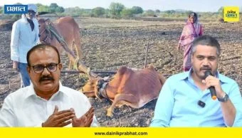 Latur News : "मदत होती की बळीराजाच्या दुःखाची थट्टा?"; शेतकऱ्याला दिलेला बैल आजारी निघाल्याने सपकाळांचा सरकारवर हल्लाबोल
