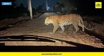 Leopard In Phulgaon : फुलगावात बिबट्याचे दर्शन; खुळे वस्ती परिसरात भीतीचे वातावरण