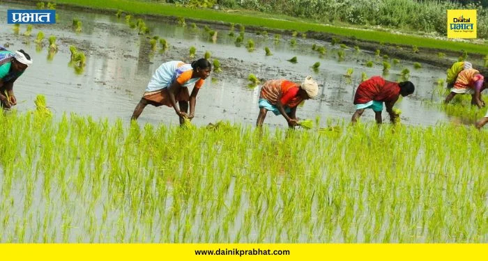 Monsoon Delay: भात शेती संकटात? मावळात भात पेरण्या खोळंबल्या; शेतकऱ्यांचे आर्थिक गणित बिघडणार?