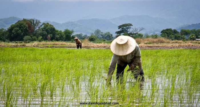 Rice farming