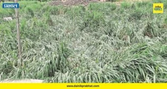 Crop Damage : बळीराजा संकटात! भवानीनगर परिसरात पावसामुळे ऊस भुईसपाट; वजनात मोठ्या घटीची भीती