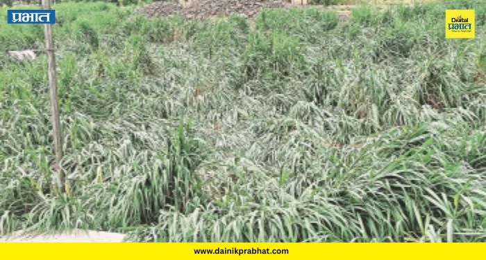 Crop Damage : बळीराजा संकटात! भवानीनगर परिसरात पावसामुळे ऊस भुईसपाट; वजनात मोठ्या घटीची भीती