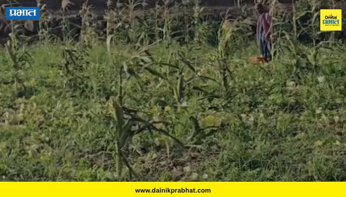 Monsoon Delayed: दुहेरी संकट! पाटबंधारे विभागाकडून पाणीबंदी; शेतकरी संतप्त
