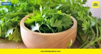 Coriander: कोथिंबिरीची ताकद माहिती आहे का? पचनाच्या तक्रारींपासून त्वचेच्या समस्यांपर्यंत; मिळतात अनेक आरोग्यदायी फायदे