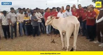 Lions Club Pune : 'लायन्स क्लब पुणे' भोसरीच्या वतीने देशी गो संवर्धन व गोशाळा प्रकल्पासाठी लाखमोलाची मदत