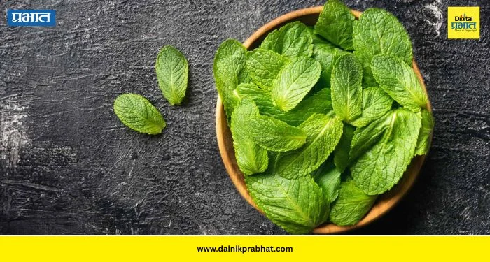 Mint Storage: पुदिना काळा पडतोय? या ५ टिप्स ठरतील फायदेशीर
