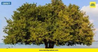 Pimpri Chinchwad Deforestation : चिंचवडच्या नावातील 'चिंच' हरवली? २ दशकात लाखो वृक्षांचा बळी; पाहा धक्कादायक वास्तव