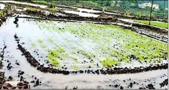 Pune District : भीमाशंकर खोऱ्यातील भातशेती उद्ध्वस्त