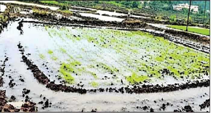 Pune District : भीमाशंकर खोऱ्यातील भातशेती उद्ध्वस्त